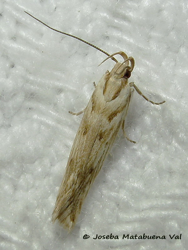 Micro da ID: Stomopteryx detersella - Gelechiidae